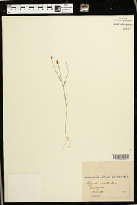 Polygala nuttallii image