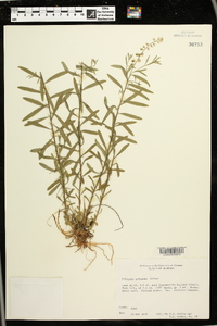 Polygala polygama image