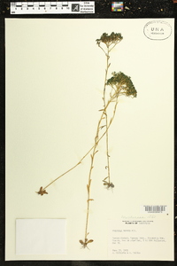 Polygala ramosa image