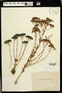 Polygala ramosa image