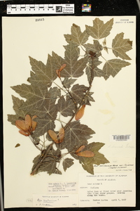 Acer rubrum var. tomentosum image