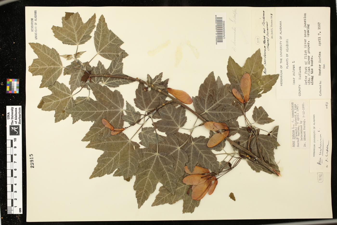 Acer rubrum var. tomentosum image