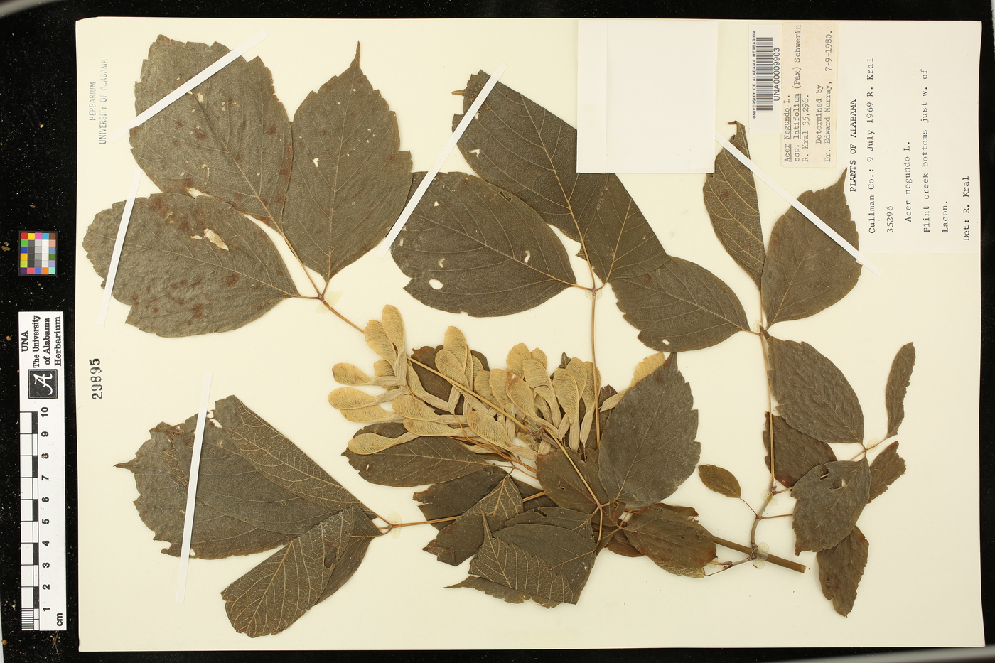 Acer negundo subsp. latifolium image