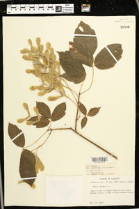 Acer negundo subsp. latifolium image