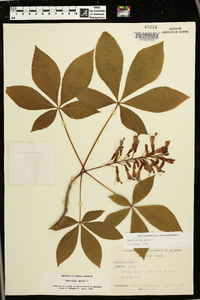 Aesculus pavia var. pavia image