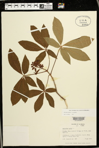 Aesculus pavia var. pavia image