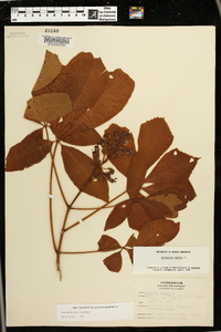 Aesculus pavia var. pavia image