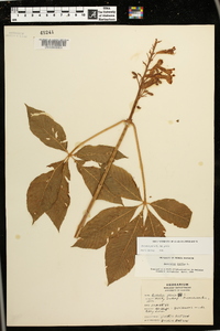 Aesculus pavia var. pavia image