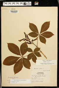 Aesculus pavia var. pavia image