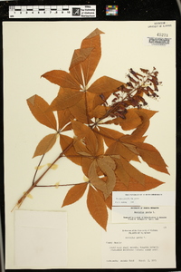 Aesculus pavia var. pavia image