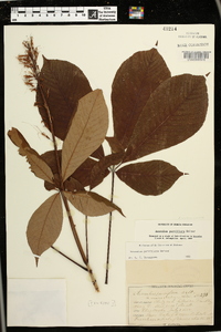 Aesculus parviflora image