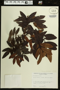 Schinus terebinthifolius image