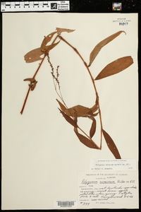 Polygonum setaceum image