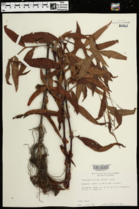 Polygonum setaceum image