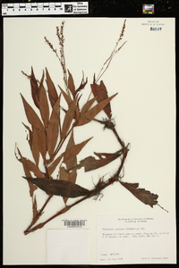 Polygonum setaceum image