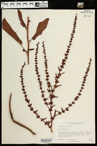 Rumex obtusifolius image