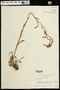 Rumex hastatulus image