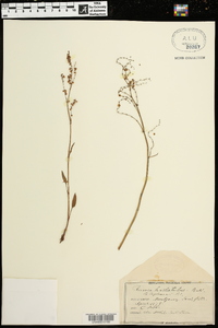 Rumex hastatulus image