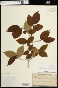 Stewartia ovata image