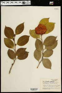 Camellia japonica image