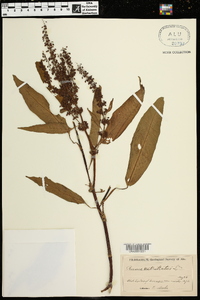 Rumex verticillatus image