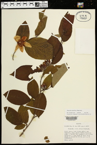 Stewartia ovata image