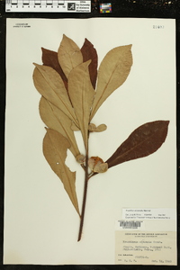 Franklinia alatamaha image