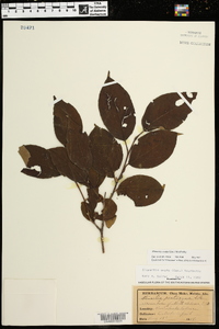 Stewartia ovata image