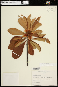 Franklinia alatamaha image