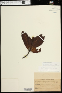 Gordonia lasianthus image