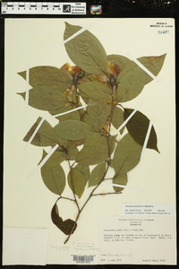 Stewartia ovata image