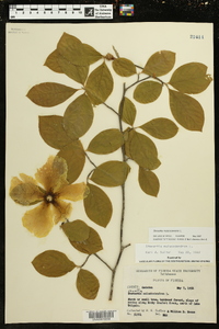 Stewartia malacodendron image