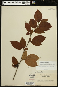 Stewartia ovata image