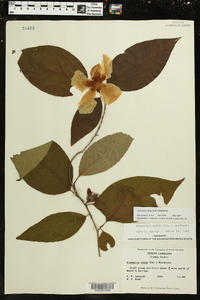 Stewartia ovata image