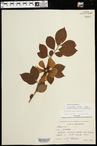 Stewartia malacodendron image