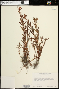 Hypericum cistifolium image