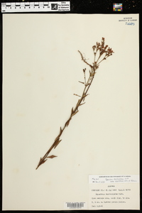 Hypericum denticulatum subsp. acutifolium image