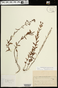 Hypericum denticulatum subsp. acutifolium image