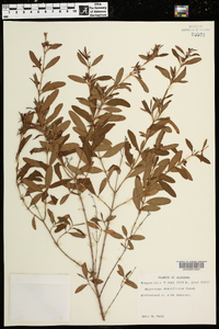 Hypericum densiflorum image