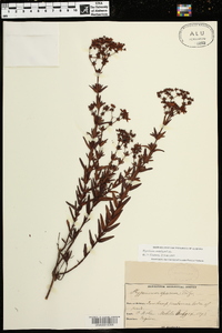 Hypericum cistifolium image