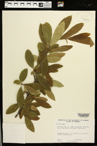 Nyssa biflora image