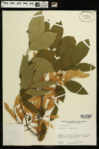 Fraxinus caroliniana image