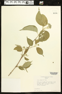 Cornus drummondii image