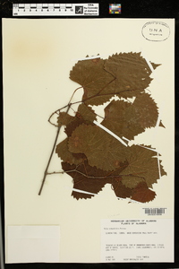 Vitis rotundifolia image