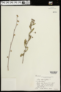 Sida rhombifolia image