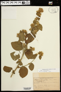 Sida cordifolia image