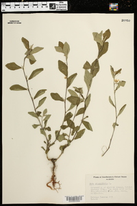 Sida rhombifolia image