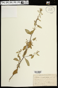 Sida rhombifolia image