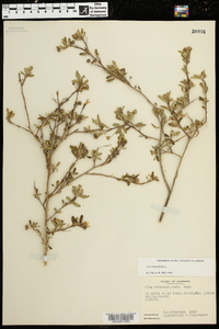 Sida rhombifolia image