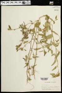 Sida spinosa image